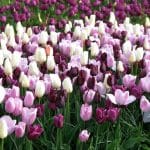 פארק הפרחים Keukenhof + אמסטרדם – 3 ימים הולנד